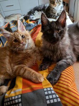 Maine coon pp