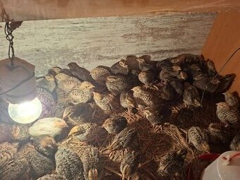 Sprzedam przepiórki dwutygodniowe