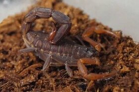 Skorpion J. tricarinatus L3