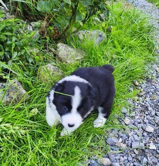 Szczeniaki border collie