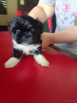 Sprzedam psy rasy Shih Tzu