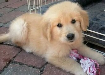 Szczenięta golden retrievera szukają nowych domów