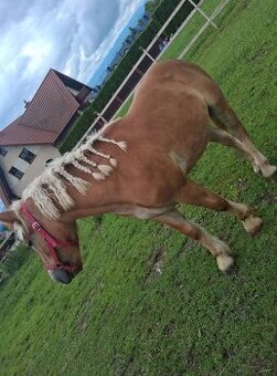 Sprzedam klacz roczną