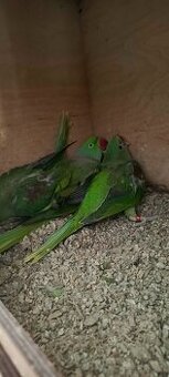 Aleksandretty Wielkie - Para lęgowa