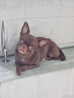 Piesek Chihuahua