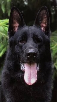 Czarny owczarek niemiecki FCI z rodowodem