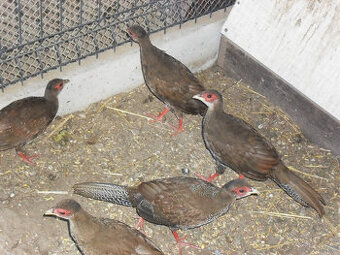 sprzedam  młode bażanty