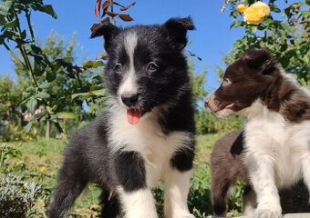 Wspaniały Pies FABIO - BORDER COLLIE z pełną dok. super rodz