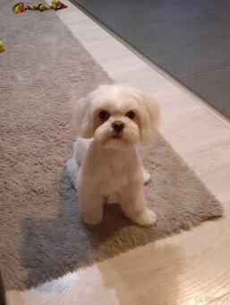 Maltanczyk + shih tzu piesek