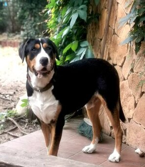 Duży Szwajcarski Pies Pasterski