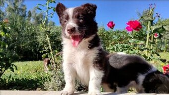 Wspaniały Pies FAZI - BORDER COLLIE z pełną dok. super rodzi