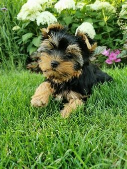 Yorkshire terrier sunia