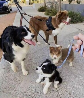 Szczenięta border collie do adopcji.