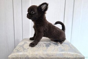 Chihuahua długowłosy czekoladowy