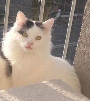 Kociaki z dłuższym futerkiem 10 mies.