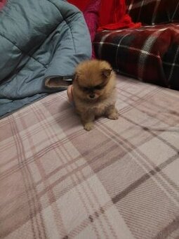 Sprzedam piesków rasy szpic