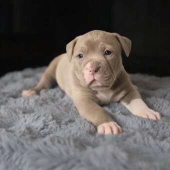 AMERICAN BULLY XXL