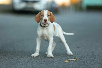 Braque saint-germain