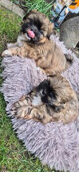 Shih tzu szuka domku