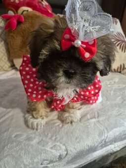 Shih tzu szuka domku