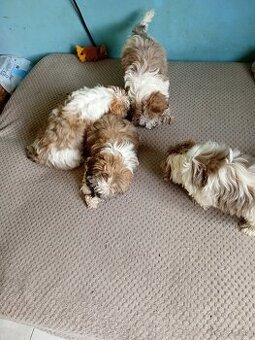 Shiz tzu