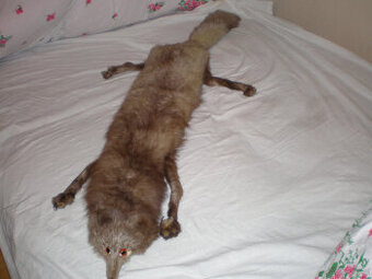 Sprzedam kołnierz z lisa,używany, stan bardzo dobry.