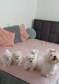 Maltańczyk Royal Maltese