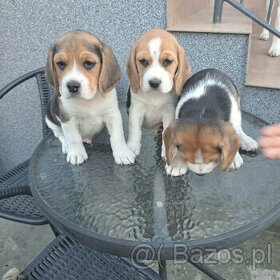 Małe Beagle szukają domu