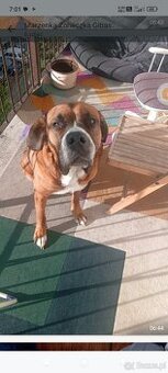 Oddam Psa do adopcji za darmo