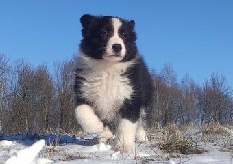 Rasowa Suczka BORDER COLLIE z Hodowli - Szczenię z pełną dok