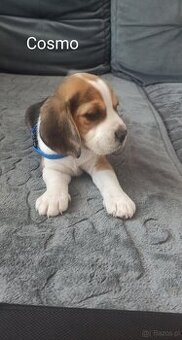 Beagle