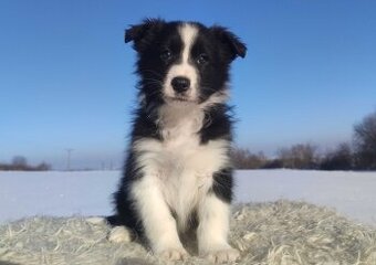 Rasowy BORDER COLLIE z prof. Hodowli, Pies z pełną dok.