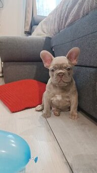 Sprzedam buldog francuski