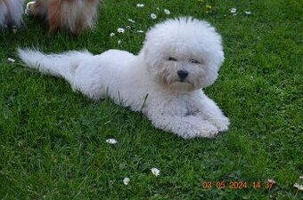 Bichon frise FCI do rezerwacji