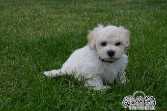 Bichon frise FCI do rezerwacji