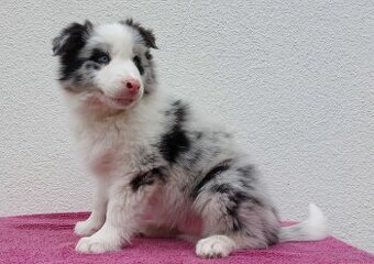 Rasowy pies bluemerle Border Collie z pełną dok. przebadani