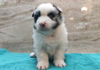 Pies SZOGUN Border Collie rasowy z hodowli z dokumentami do