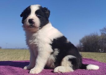 Rasowy Pies Border Collie - TONY z pełną dok. z hodowli do r