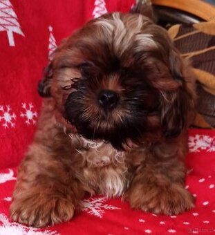 Shih Tzu szczeniaczek