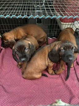Posokowiec bawarski- szczenięta rodowodowe