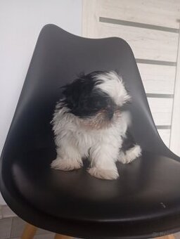 Szczeniaki shih tzu