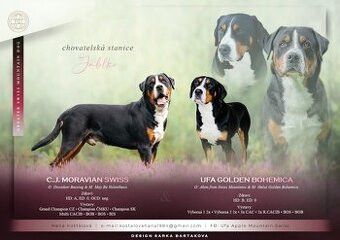 Duży szwajcarski pies pasterski – rezerwacja szczeniąt (FCI)