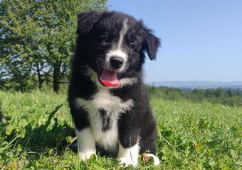 BORDER COLLIE czystej krwi z Hodowli - Rasowy pies z pełną d