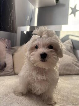 Szczeniaki maltańczyk