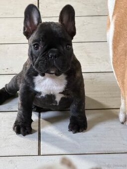 Buldog francuski FCI