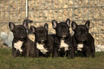 buldog francuski
