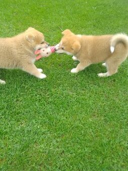 Akita Inu suczka
