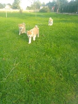 Akita Inu suczka