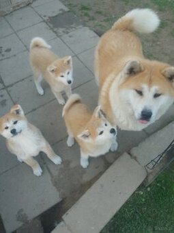 Akita Inu suczka