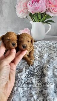 Pudel Miniaturowy chłopczyk i dziewczynka Badania